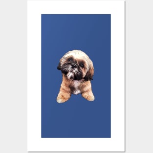 Shih Tzu Cute Puppy Dog Art Posters and Art